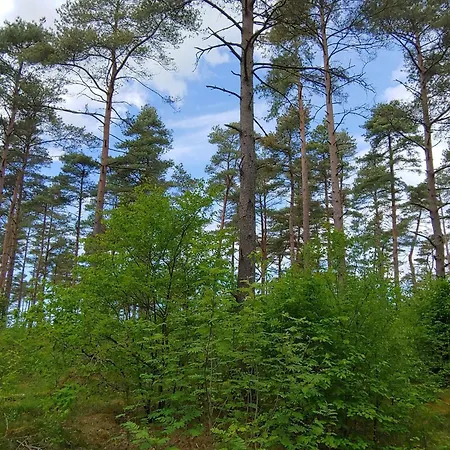 5 Person In Oksbol Dyreby